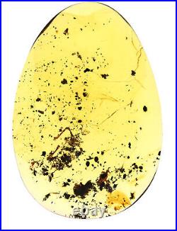 Vertebrae bones, including joint, Large amber, Fossil inclusion in Burmese Amber