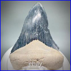 Very Large 4.30 White/Blue Fossil MEGALODON Shark Tooth Bone Valley