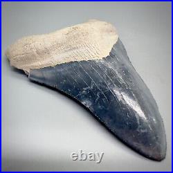 Very Large 4.30 White/Blue Fossil MEGALODON Shark Tooth Bone Valley