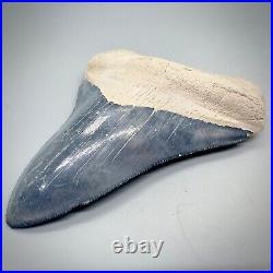 Very Large 4.30 White/Blue Fossil MEGALODON Shark Tooth Bone Valley