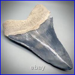 Very Large 4.30 White/Blue Fossil MEGALODON Shark Tooth Bone Valley