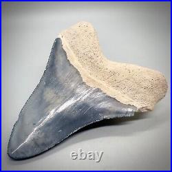 Very Large 4.30 White/Blue Fossil MEGALODON Shark Tooth Bone Valley