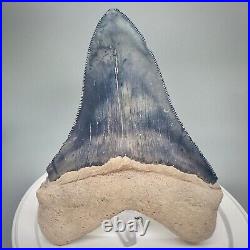 Very Large 4.30 White/Blue Fossil MEGALODON Shark Tooth Bone Valley