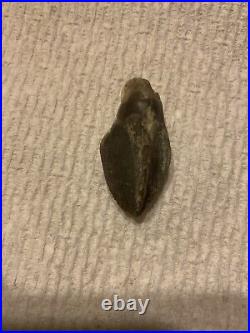 Very Large Triceratops Tooth Fossil Dino Tooth, Glendive, MT Cretaceous 68 MYO