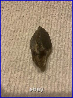 Very Large Triceratops Tooth Fossil Dino Tooth, Glendive, MT Cretaceous 68 MYO