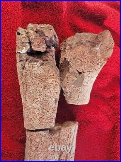 Very Rare Giant Sauropod Fossil Jurassic Dinosaur Leg Limb Bone With Crystal Core