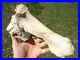 Very Rare Megalonyx Sloth Tibia Leg Bone Florida Fossils Ice Age Extinct Tooth @