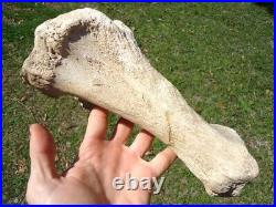 Very Rare Megalonyx Sloth Tibia Leg Bone Florida Fossils Ice Age Extinct Tooth @