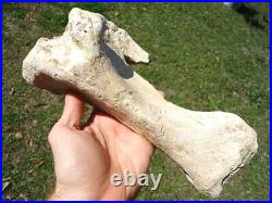 Very Rare Megalonyx Sloth Tibia Leg Bone Florida Fossils Ice Age Extinct Tooth @