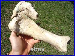 Very Rare Megalonyx Sloth Tibia Leg Bone Florida Fossils Ice Age Extinct Tooth @