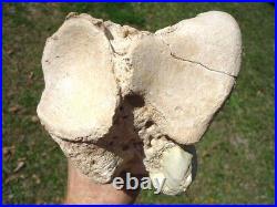 Very Rare Megalonyx Sloth Tibia Leg Bone Florida Fossils Ice Age Extinct Tooth @