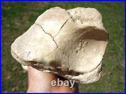 Very Rare Megalonyx Sloth Tibia Leg Bone Florida Fossils Ice Age Extinct Tooth @