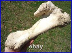 Very Rare Megalonyx Sloth Tibia Leg Bone Florida Fossils Ice Age Extinct Tooth @