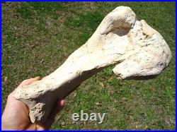 Very Rare Megalonyx Sloth Tibia Leg Bone Florida Fossils Ice Age Extinct Tooth @