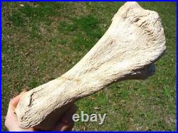 Very Rare Megalonyx Sloth Tibia Leg Bone Florida Fossils Ice Age Extinct Tooth @