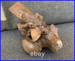 Very Rare Museum Quality Mosasaur Caudal Vertebrae 3D Fossil Bone, USA Specimen