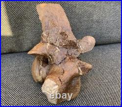 Very Rare Museum Quality Mosasaur Caudal Vertebrae 3D Fossil Bone, USA Specimen