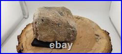 Weird Unidentified Dinosaur Skull Bone Fossil Still Skin Attached