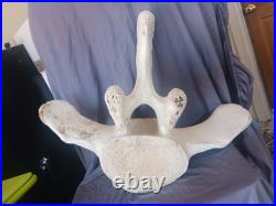 Whale Vertebrae Fossilized Bone 28 Wide x 21 1/2 Tall 6 Thick