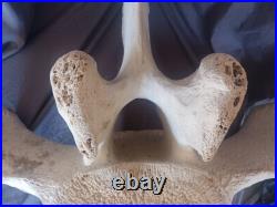 Whale Vertebrae Fossilized Bone 28 Wide x 21 1/2 Tall 6 Thick